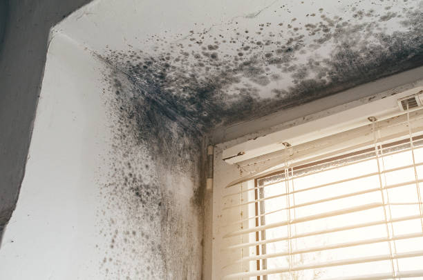 Affordable Mold Remediation solutions in Portage, MI